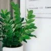 Zamioculcas Zanzibar Gem - ZZ Plant 16 Zamioculcas Zanzibar Gem - ZZ Plant -GARDEN Shop zz plant restaurant