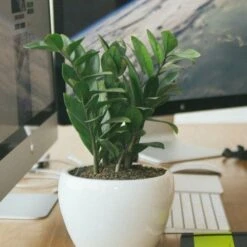 Zamioculcas Zanzibar Gem - ZZ Plant -GARDEN Shop zz desk close