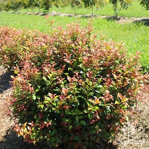 GARDEN Shop -GARDEN Shop apo acmena allyn magic at farm