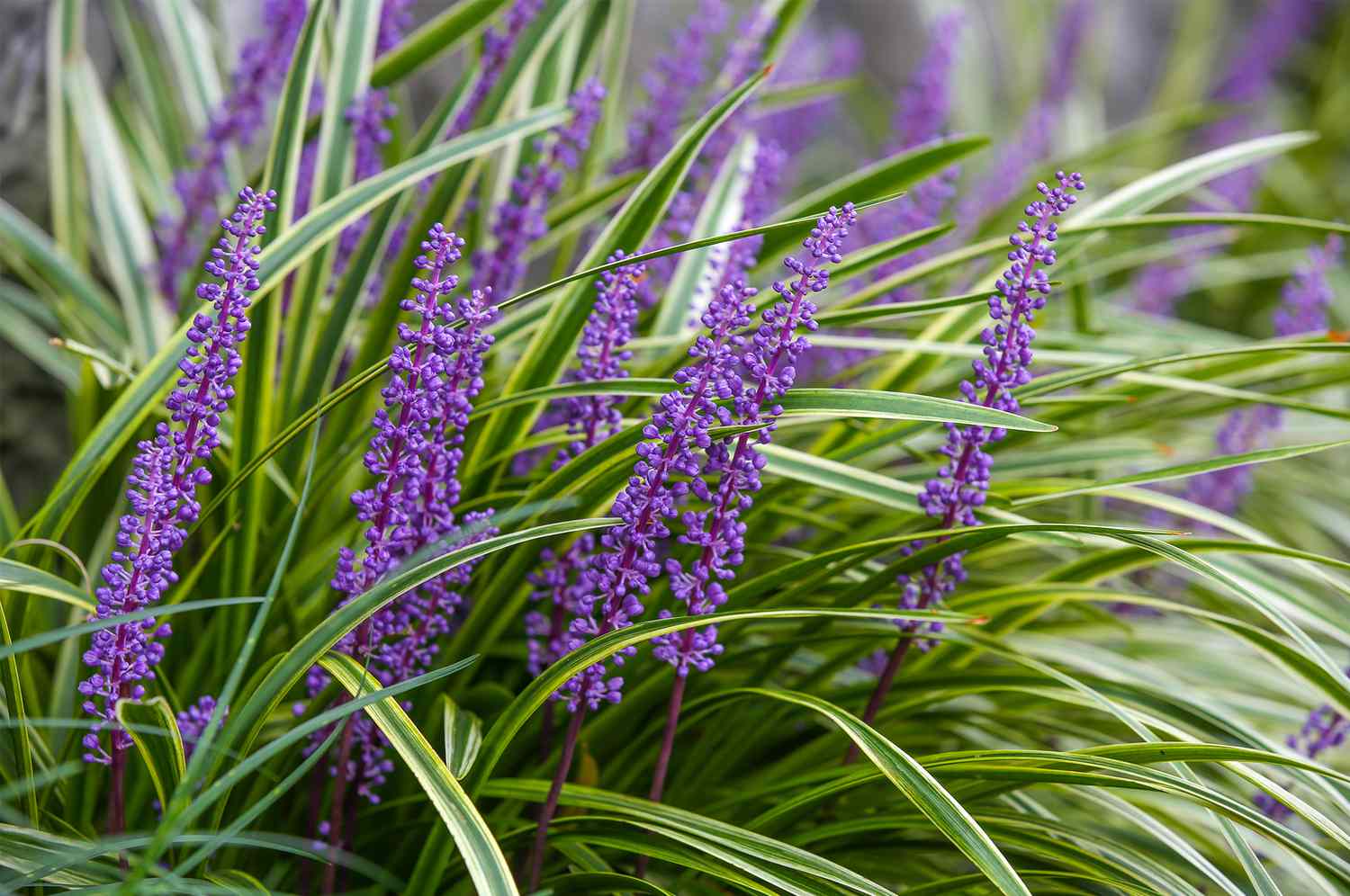 GARDEN Shop -GARDEN Shop ground cover plants that will add interest 4 lilyturf 0522 f598084e1e2e46fba36b6029eeb42301